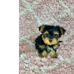 Cachorros Yorkshire Terrier que permanecero relativamente saudveis