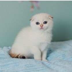 Gatinhos Scottish Fold disponveis nas cores branco e lils
