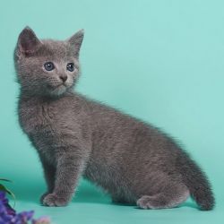 Gatinhos da raa Azul Russo para bons lares