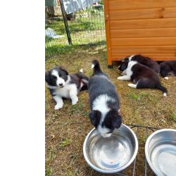 Ninhada Border Collie