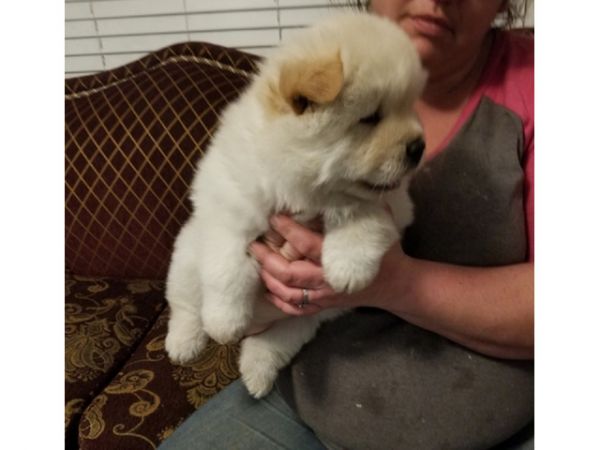 Muito meigos cachorros Chow Chow