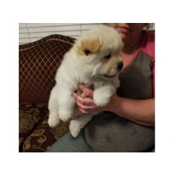 Muito meigos cachorros Chow Chow