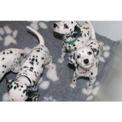 Lindos cachorrinhos Dlmata