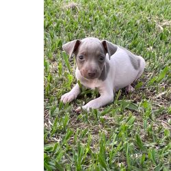 FOX PAULISTINHAS ORIUNDOS DA MELHOR CRIAO DO BRASIL CES LINDOS E MUITO SAUDVEIS