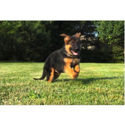 Cachorros Pastor Alemo para proteo da famlia