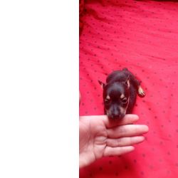 Filhotes de pinscher