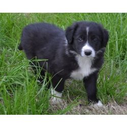 Cachorros Border Collie preto e branco
