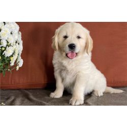 Cachorros Golden Retriever criados em casa