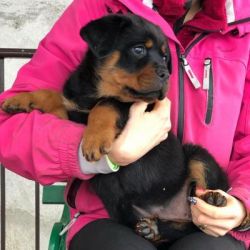 Ninhada Rottweiler