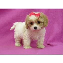 Fofinhos e pequenos cachorros Cavachon prontos para um novo lar