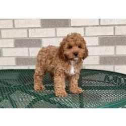 Incrveis cachorros Cockapoo prontos para as suas novas aventuras