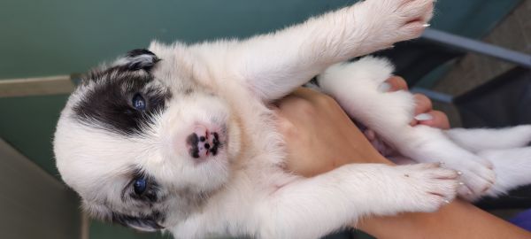 Filhotes de Border Collie