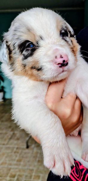 Filhotes de Border Collie