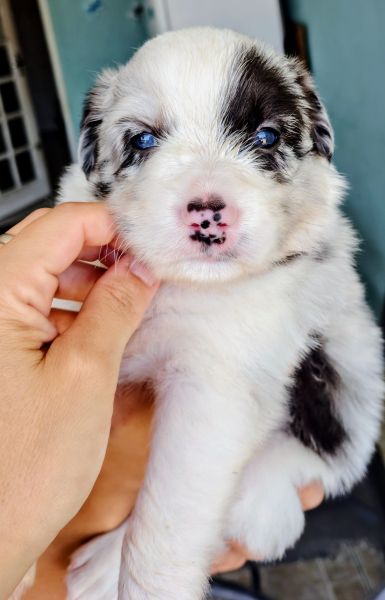 Filhotes de Border Collie