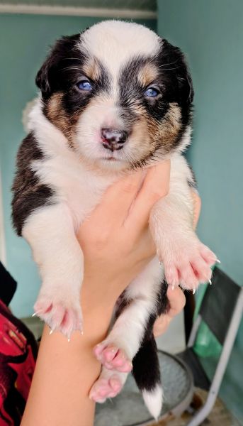 Filhotes de Border Collie