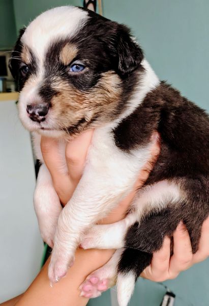 Filhotes de Border Collie