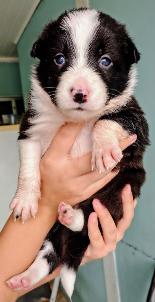 Filhotes de Border Collie
