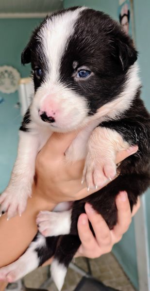 Filhotes de Border Collie