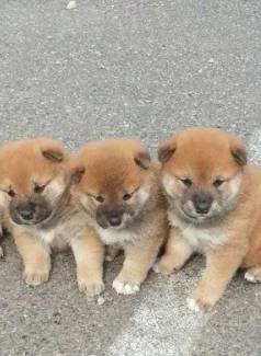 Filhotes De Shiba Inu � Venda! ?