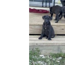 Cachorros Dogue Alem�o disponivel