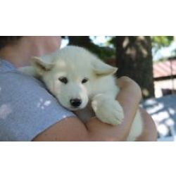 Ninhada cachorros Malamute do Alaska