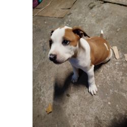 Filhotes de Pit Bull Red Nose