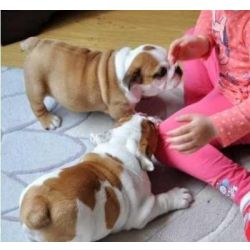 Cachorros Bulldog Ingl�s dispon�vel