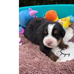 Cachorros Bouvier Bernois para venda