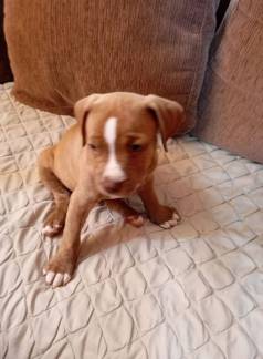 Filhote De Pitbull Machos E F�meas