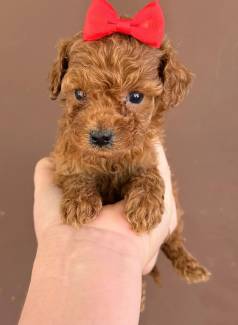 �ltimas Unidades Poodle Toy Red E Preto!!