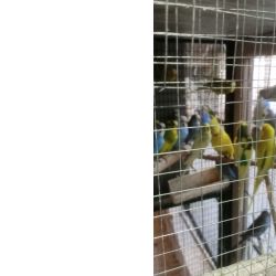 Periquitos australiano