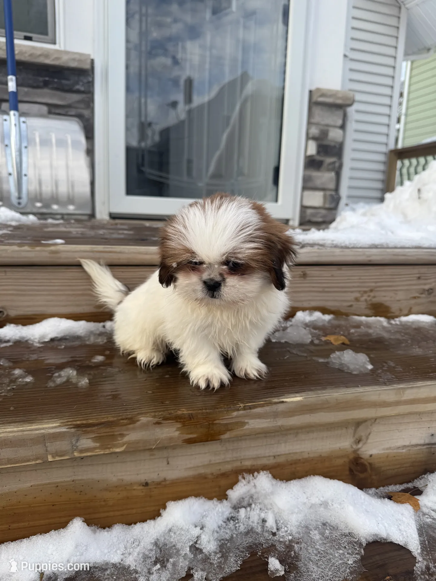 Shih-tzu