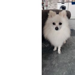 Spitz Alem�o macho