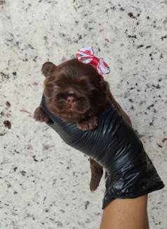 Filhotes De Shih Tzu