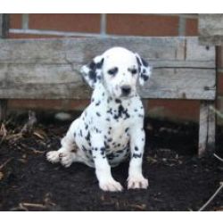Excelente cachorros D�lmata