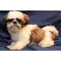 Shih-tzu