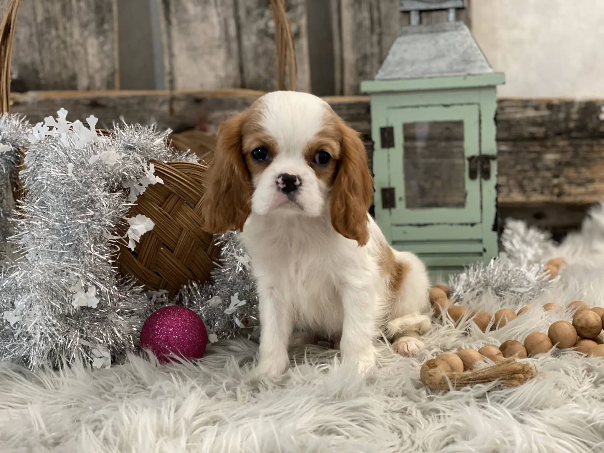 Cavalier King Charles Spaniel