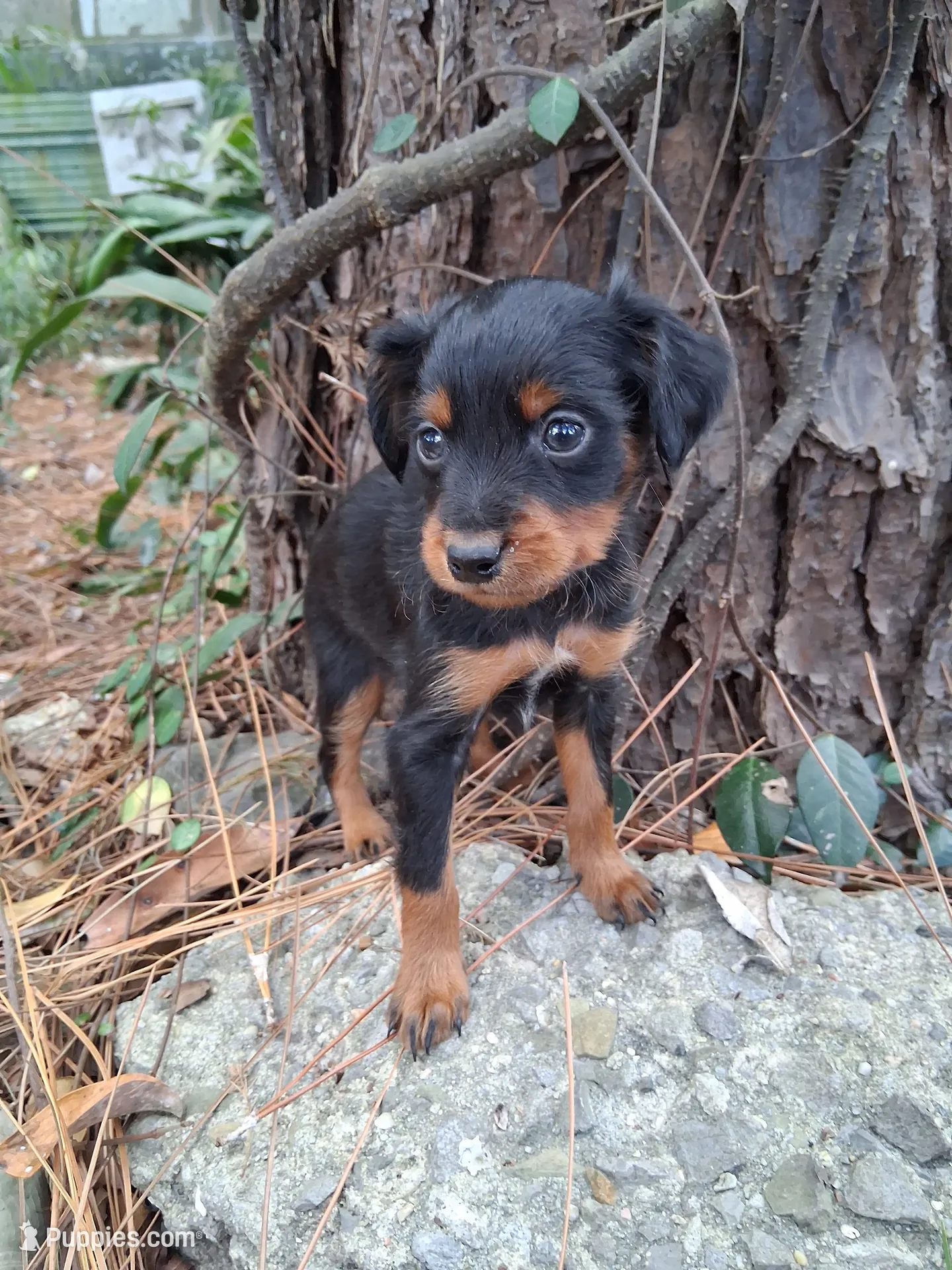 Pinscher Miniatura