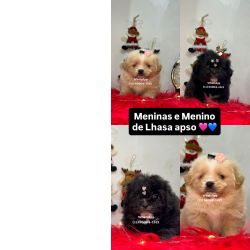 Lhasa apso f�mea e macho