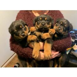 Cachorros Rottweiler disponivel