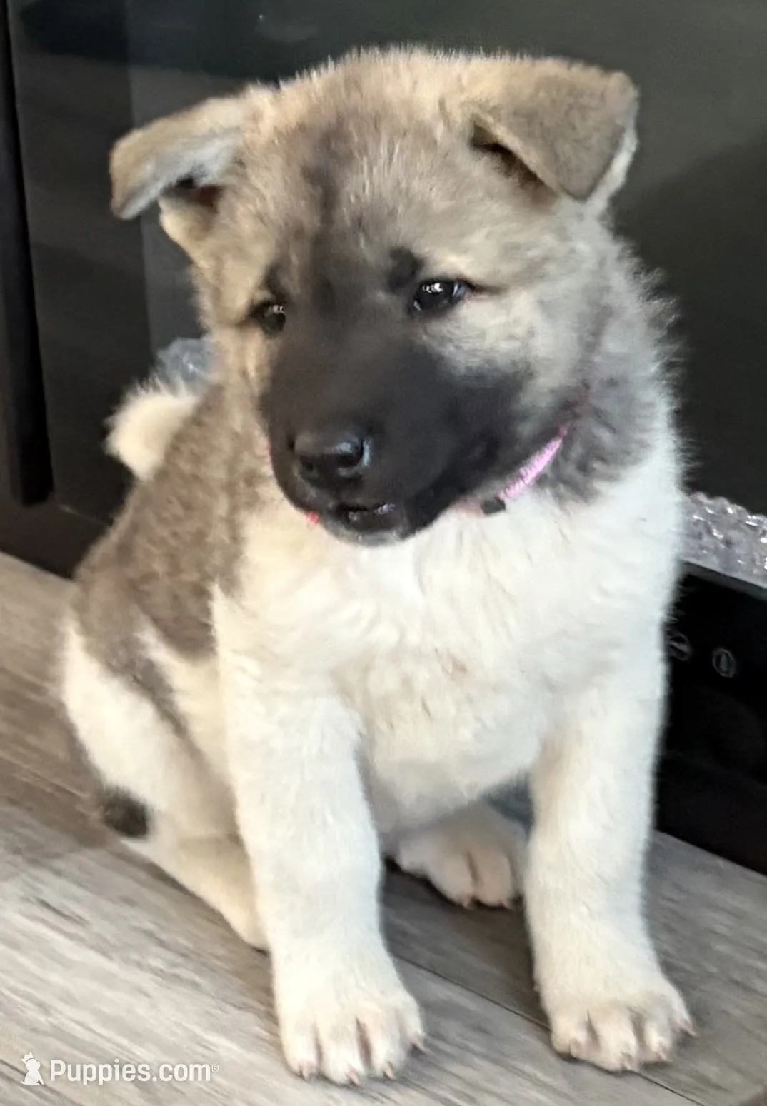 Akita Inu