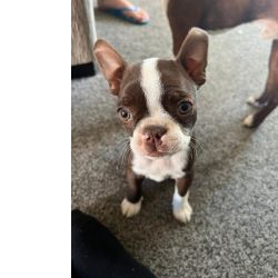 Lindos cachorrinhos Boston Terrier