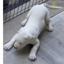 Cachorros Dogue Argentino