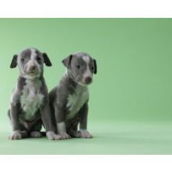 Cachorros Galgo Italiano dispon�vel