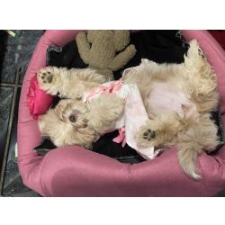 Cachorrinha Shih Tzu f�mea