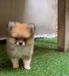 Venda Spitz Alem�o Macho E F�mea Promo��o