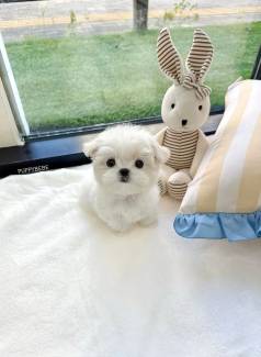 Malt�s Micro Quem Quer Fofura Extrema.