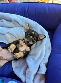 Pinscher Macho N1 Filhote Com 62 Dias!!