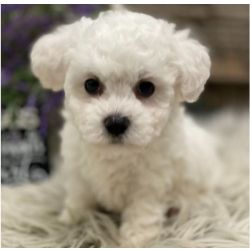 Maravilhosos Bichon Malt�s muito meigos
