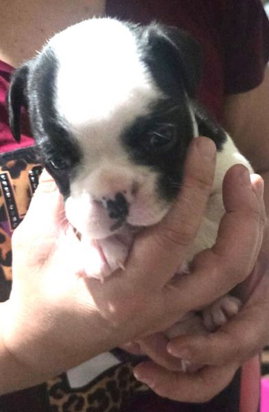 Filhotes de BULDOGUE FRANC�S